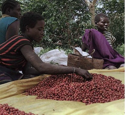 Tanzania Kilimanjaro Mamsera Coffee